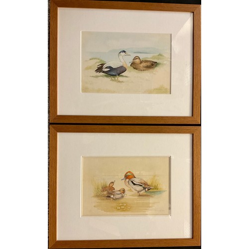 118 - R**Macrey (British)
A Pair, Water Birds
signed, watercolours, 20cm x 29.5cm