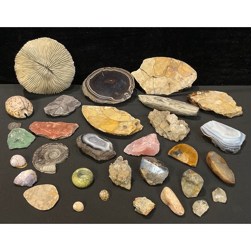 336 - Geology - a fossilised ammonite, another smaller; other fossils and geological specimens, polished a... 