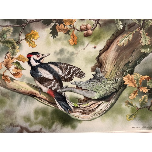 48 - Robin Gibbard, Greater Spotted Woodpecker, signed, watercolour, 36.5cm x 53cm.