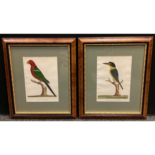 190 - P. Mazell, by and after, a pair, Sacred Kingfisher, and Tabuan Parrot, coloured engravings, c.1790, ... 