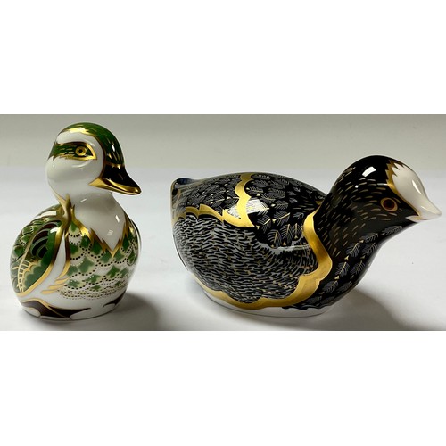 5107 - A Royal Crown Derby paperweight, Chatsworth Coot, limited edition 262/1,000, gold stopper, 13cm long... 