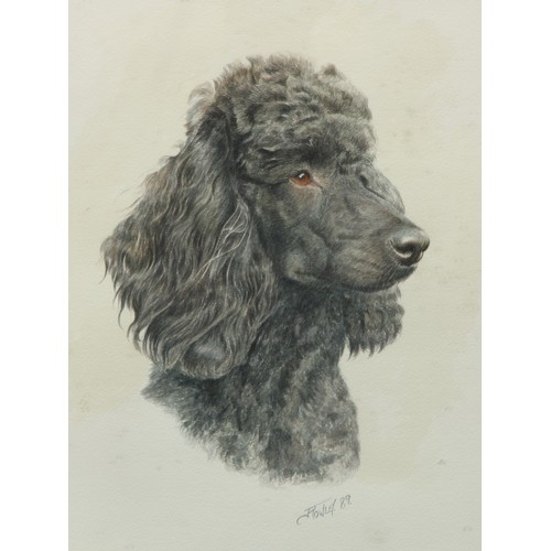 619 - James Rowley
Study of a White Poodle
signed, dated 1989, watercolour, 35cm x 25.5cm; another, Black ... 