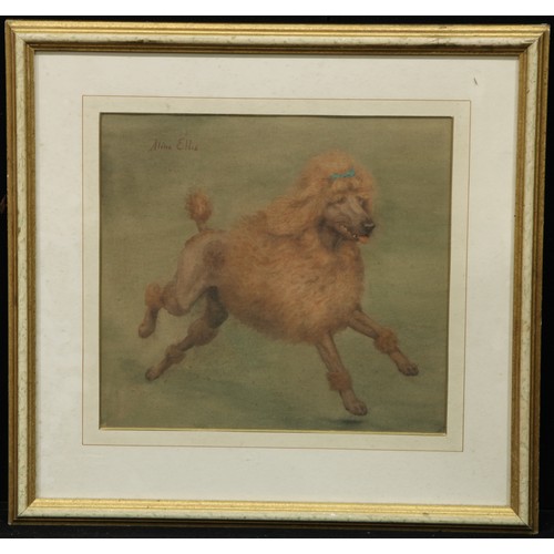 576 - Aline Ellis
Study of a Poodle
signed, watercolour, 33.5cm x 36.5cm