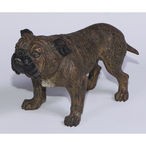 1150 - An Austrian cold painted bronze, of a bulldog, he stands, four square, 19cm long, Vienna, c.1900; ot... 