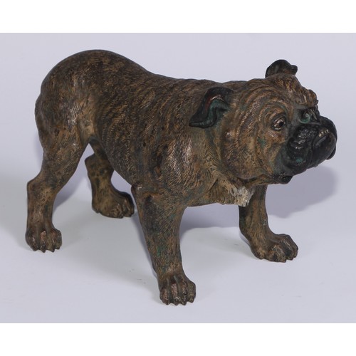 1150 - An Austrian cold painted bronze, of a bulldog, he stands, four square, 19cm long, Vienna, c.1900; ot... 