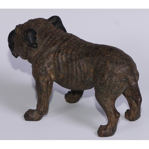 1150 - An Austrian cold painted bronze, of a bulldog, he stands, four square, 19cm long, Vienna, c.1900; ot... 