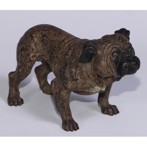 1150 - An Austrian cold painted bronze, of a bulldog, he stands, four square, 19cm long, Vienna, c.1900; ot... 