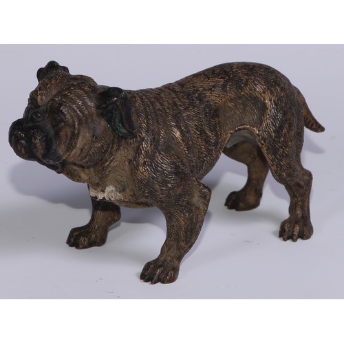 1150 - An Austrian cold painted bronze, of a bulldog, he stands, four square, 19cm long, Vienna, c.1900; ot... 