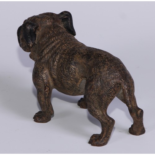 1150 - An Austrian cold painted bronze, of a bulldog, he stands, four square, 19cm long, Vienna, c.1900; ot... 