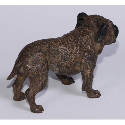 1150 - An Austrian cold painted bronze, of a bulldog, he stands, four square, 19cm long, Vienna, c.1900; ot... 