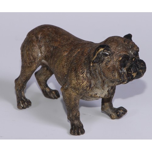 1150 - An Austrian cold painted bronze, of a bulldog, he stands, four square, 19cm long, Vienna, c.1900; ot... 