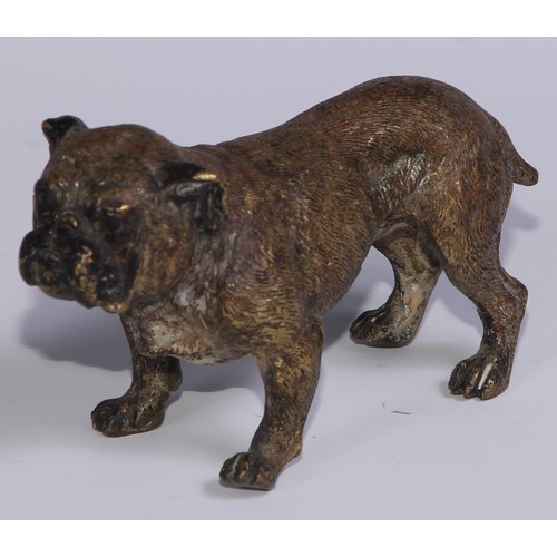 1150 - An Austrian cold painted bronze, of a bulldog, he stands, four square, 19cm long, Vienna, c.1900; ot... 