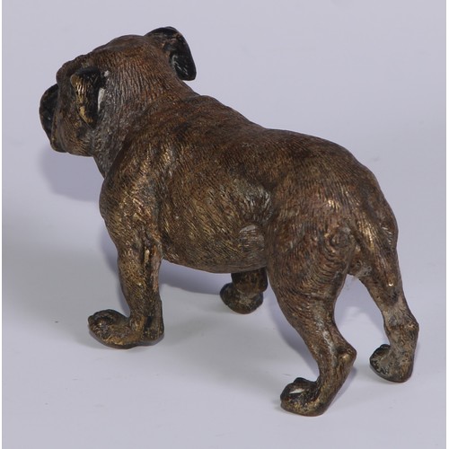 1150 - An Austrian cold painted bronze, of a bulldog, he stands, four square, 19cm long, Vienna, c.1900; ot... 