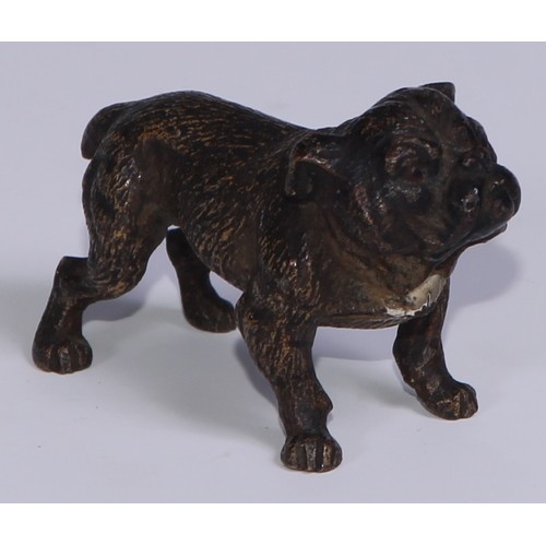 1150 - An Austrian cold painted bronze, of a bulldog, he stands, four square, 19cm long, Vienna, c.1900; ot... 