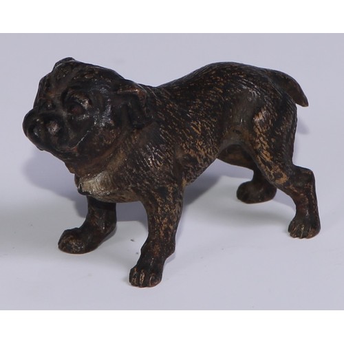 1150 - An Austrian cold painted bronze, of a bulldog, he stands, four square, 19cm long, Vienna, c.1900; ot... 