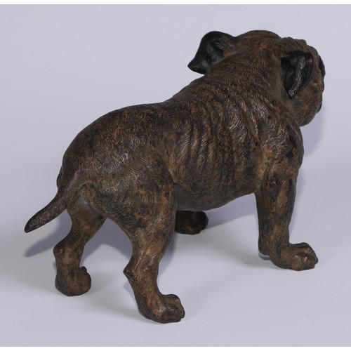 1150 - An Austrian cold painted bronze, of a bulldog, he stands, four square, 19cm long, Vienna, c.1900; ot... 