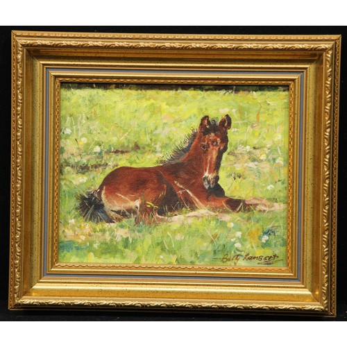 567 - Betty Lambert 
Portrait of a Foal, Cocoa
signed, inscribed to verso, 18.5cm x 24cm