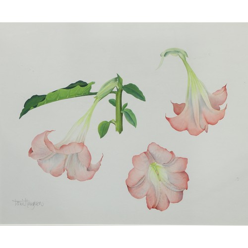 703 - Toni Hayden (20th century)
Botanical Study
signed, watercolour, 51cm x 62cm