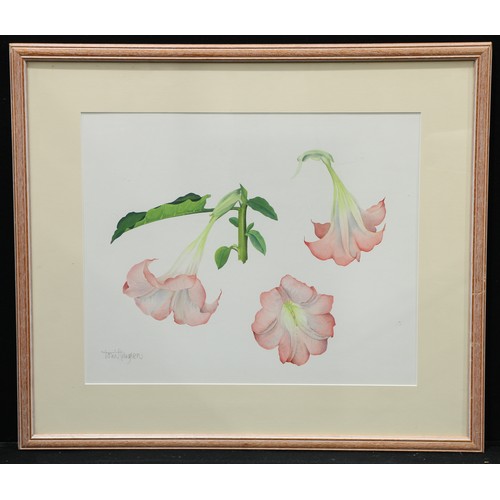 703 - Toni Hayden (20th century)
Botanical Study
signed, watercolour, 51cm x 62cm