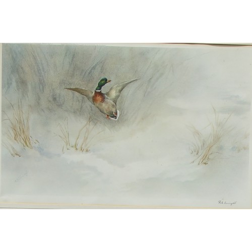 671 - R G Wright, by and after, Mallard Taking Flight, signed in pencil, print, 30cm x 47cm; another pair ... 