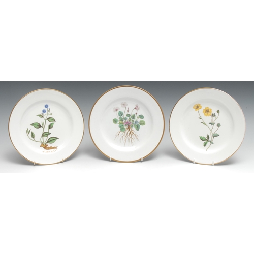 472 - Three English porcelain circular botanical plates, probably Spode, painted with Dwarf Geranium, Blue... 