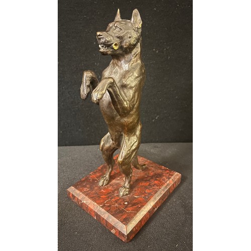 3021 - French School, late 19th century, a dark patinated bronze, Bull Terrier, begging, rouge marble recta... 