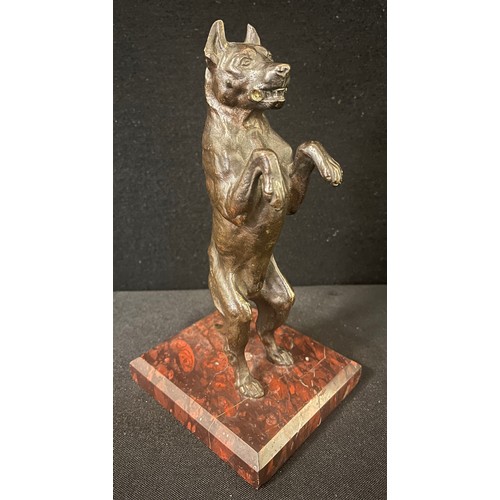 3021 - French School, late 19th century, a dark patinated bronze, Bull Terrier, begging, rouge marble recta... 