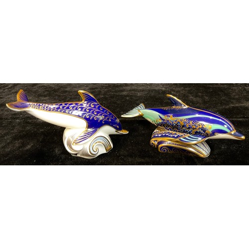 31 - A Royal Crown Derby paperweight, Lyme Bay Dolphin, Govier's exclusive, limited edition of 1,500, gol... 