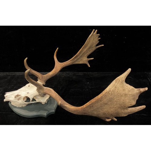 144 - Taxidermy - a stag skull and antlers, mounted on shield shaped plaque, 74cm high