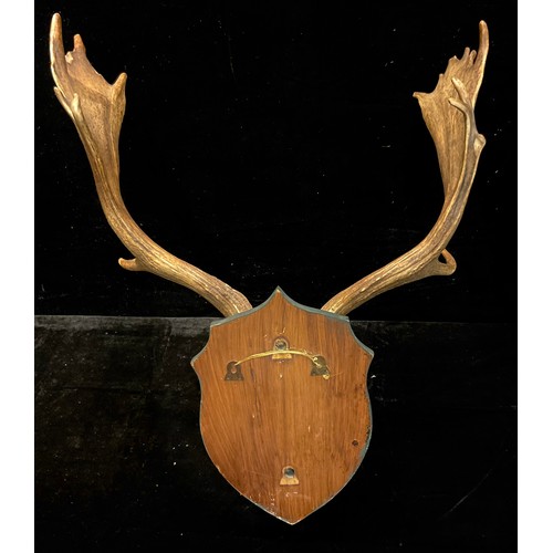 144 - Taxidermy - a stag skull and antlers, mounted on shield shaped plaque, 74cm high