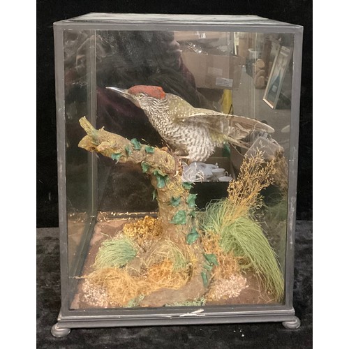 198 - Taxidermy - a Green Woodpecker, naturalistically mounted, cased, 42cm high x 34cm wide