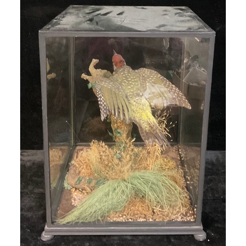 198 - Taxidermy - a Green Woodpecker, naturalistically mounted, cased, 42cm high x 34cm wide