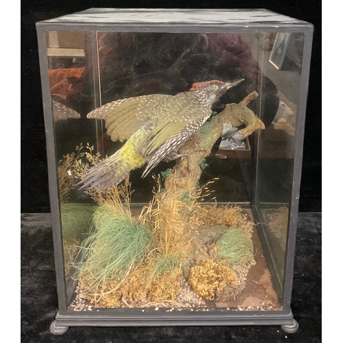 198 - Taxidermy - a Green Woodpecker, naturalistically mounted, cased, 42cm high x 34cm wide