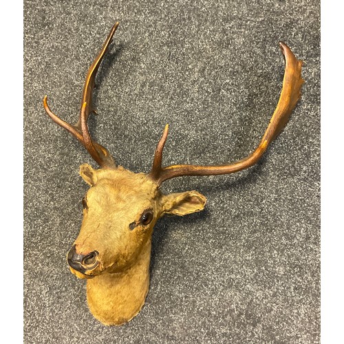 125 - Taxidermy - a Young Red Deer head, glass eyes, five point antlers, approx 75cm high, 55cm wide