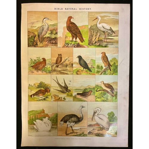 942 - 4 hand coloured 19th century Bible illustrations - Bible Natural history. From The Illustrated Famil... 