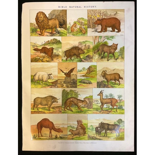 942 - 4 hand coloured 19th century Bible illustrations - Bible Natural history. From The Illustrated Famil... 