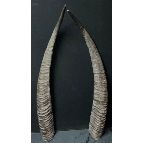 Taxidermy a pair of African oryx horns, 113cm long