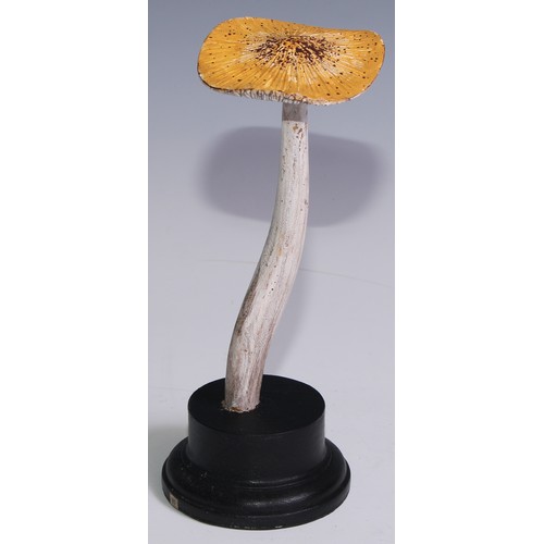 3693 - Natural History - Mycology - a painted model of fungus specimen, mounted for display, 22.5cm high