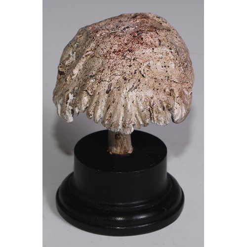 3690 - A painted softwood fungi specimen model, mounted for display, 15cm high; another (2)