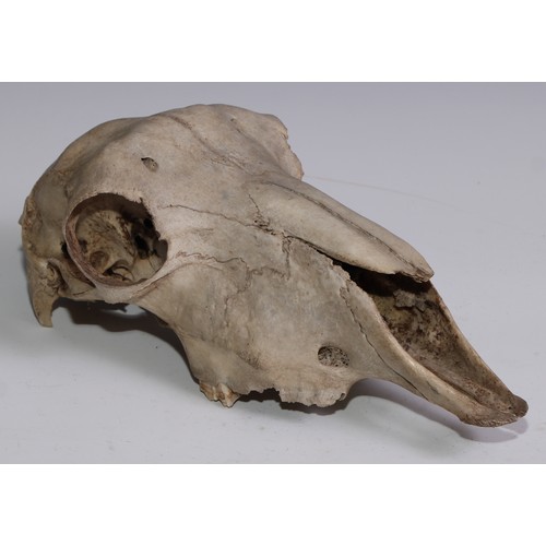 352 - Natural History - Zoological Osteology - a sheep skull, 26cm long; another; deer jawbones (4)