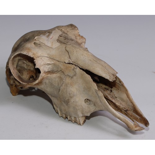 352 - Natural History - Zoological Osteology - a sheep skull, 26cm long; another; deer jawbones (4)