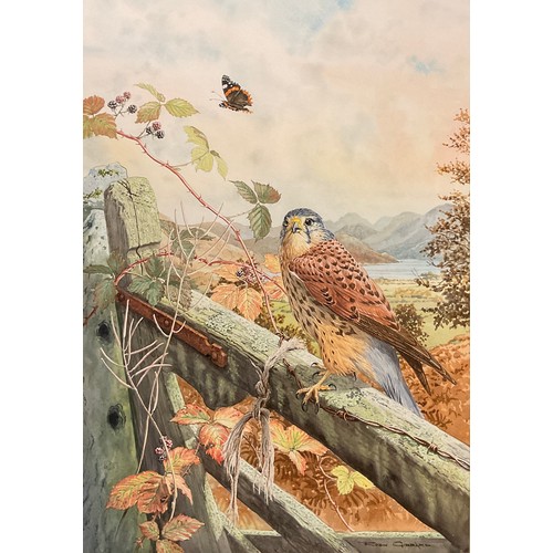 41 - Robin Gibbard (1930 - 2014)
Cumbrian Kestrel
signed, watercolour, 54cm x 37cm