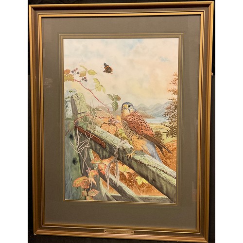 41 - Robin Gibbard (1930 - 2014)
Cumbrian Kestrel
signed, watercolour, 54cm x 37cm