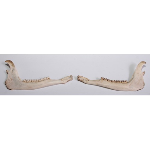 429 - Natural History - Zoological Osteology - a sheep skull, 26cm long; another; deer jawbones (4)