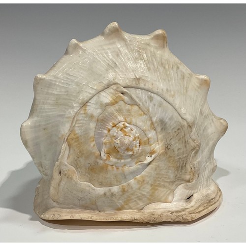 2088 - A pair of large 19th century Grand Tour cameo conch shells, carved after the antique with a Classica... 