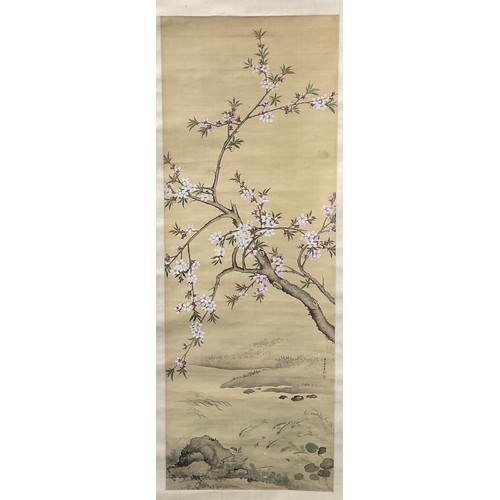 421 - A Japanese scroll painting, sakura blossom, beside a pool of fish, signed, red seal marks, 144cm x 5... 