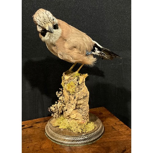 2732 - Taxidermy - a Eurasian jay, naturalistically mounted, perched on a mossy branch, circular base, 32.5... 