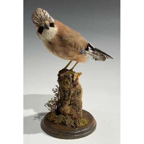 2732 - Taxidermy - a Eurasian jay, naturalistically mounted, perched on a mossy branch, circular base, 32.5... 