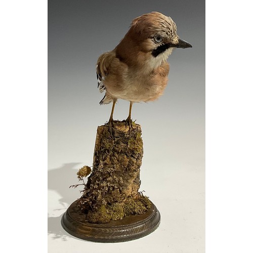 2732 - Taxidermy - a Eurasian jay, naturalistically mounted, perched on a mossy branch, circular base, 32.5... 