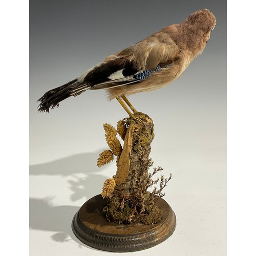 2732 - Taxidermy - a Eurasian jay, naturalistically mounted, perched on a mossy branch, circular base, 32.5... 